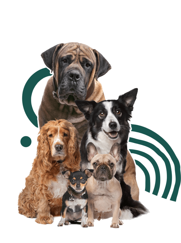 Group of dogs sitting happily together