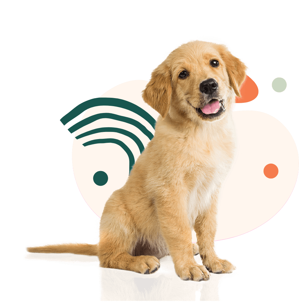 Golden retriever puppy sits contentedly