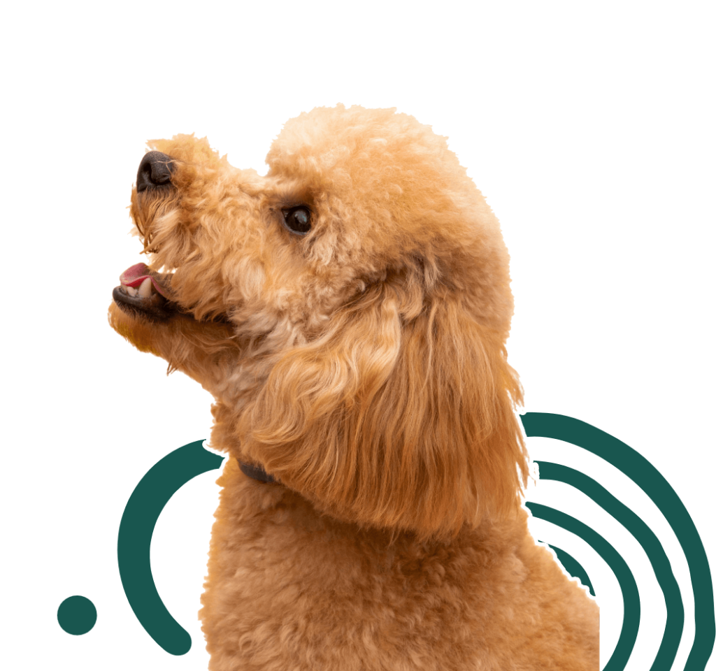Poodle looking up and to the left