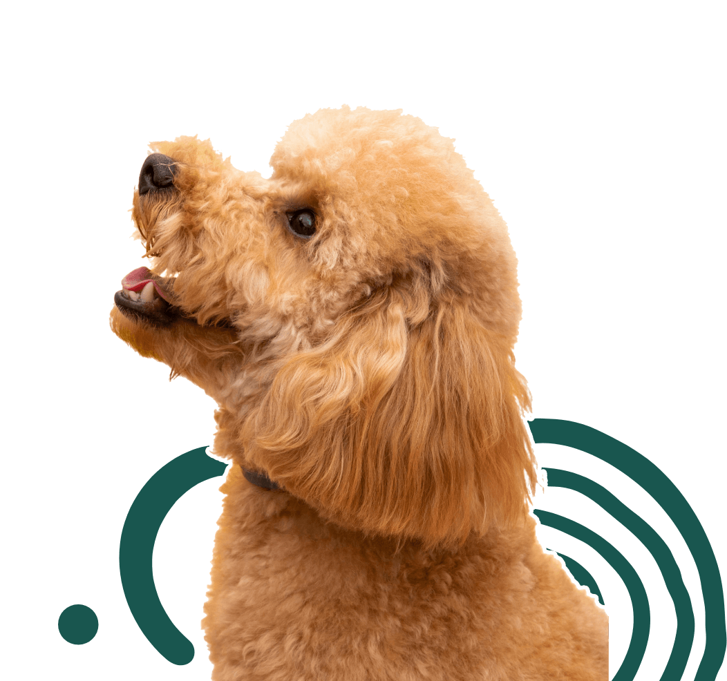 our-team-adventure-den