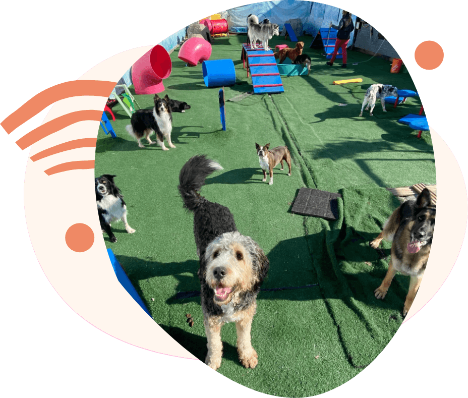 Happy dogs playing in the outdoor area of Adventure Den