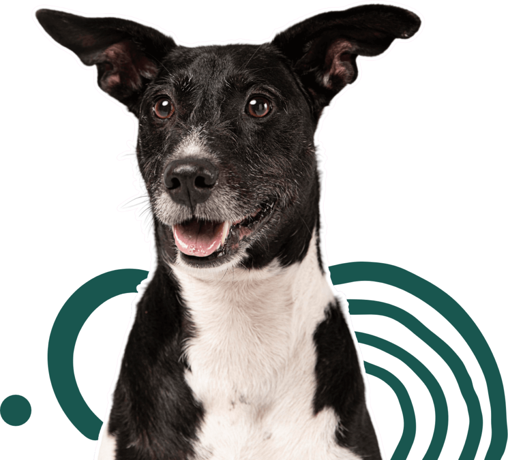 A good dog's ears are perked up