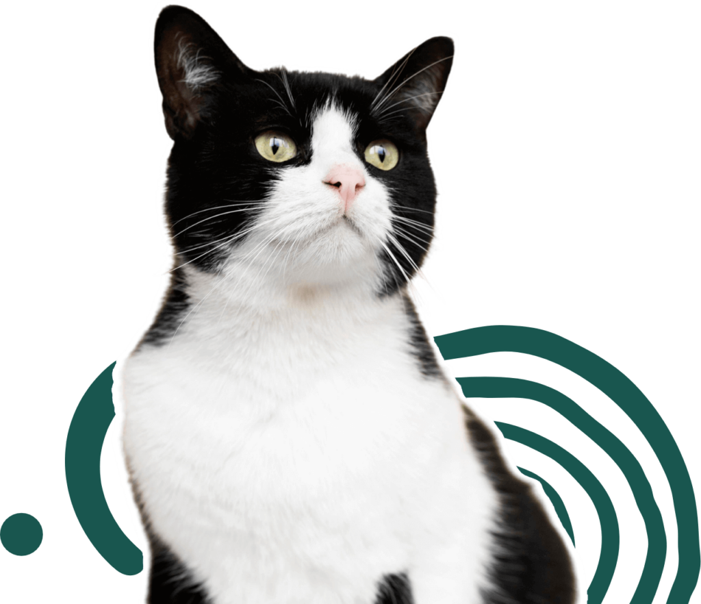 A cat looks up expectantly