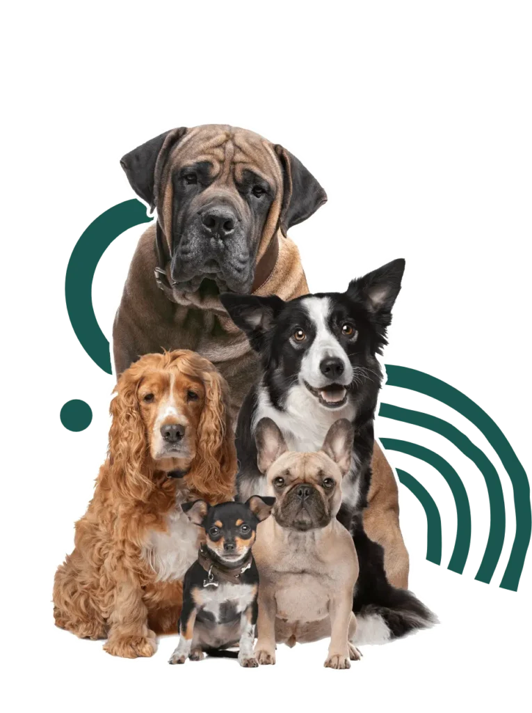 Group of dogs sitting happily together