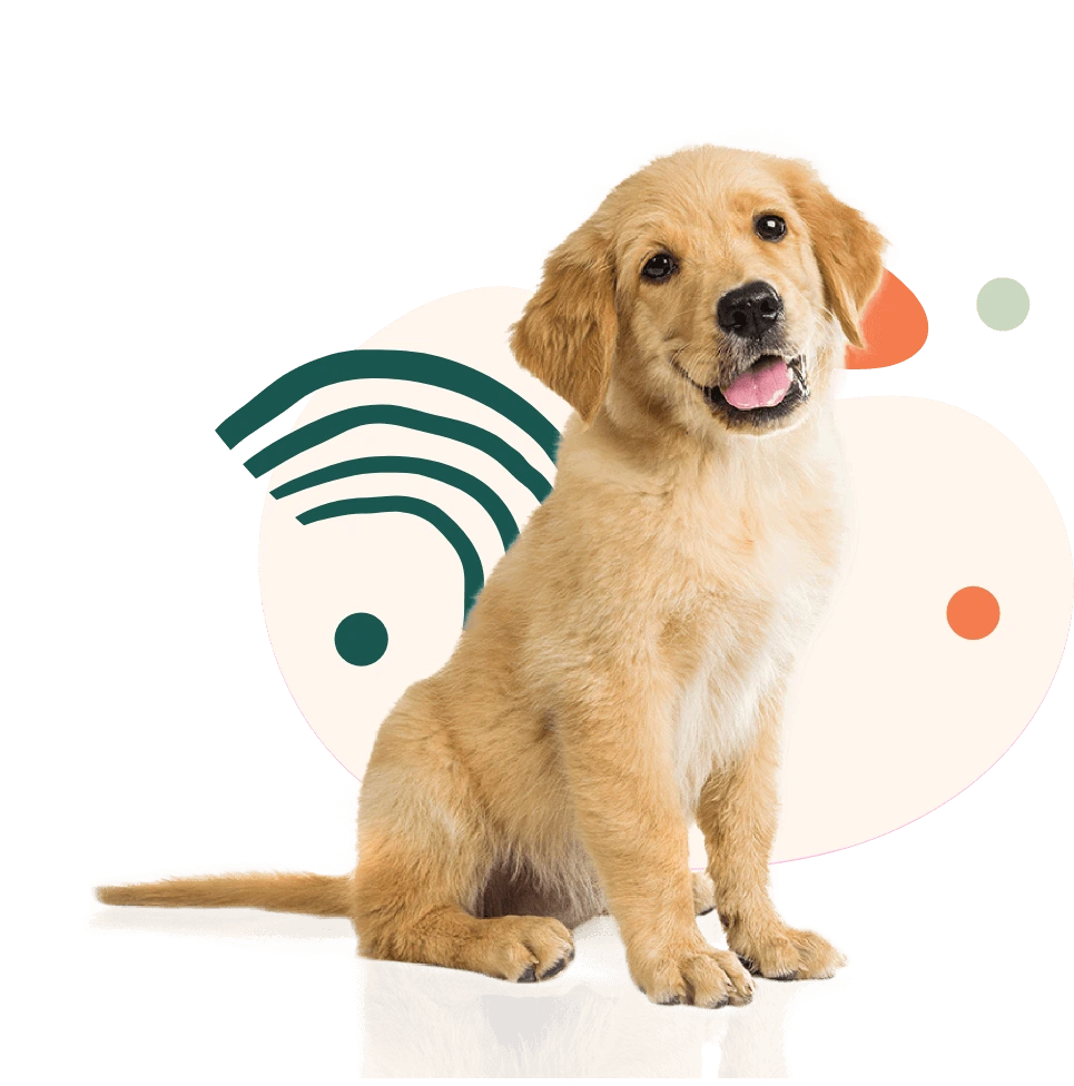 golden puppy has a satisfied expression